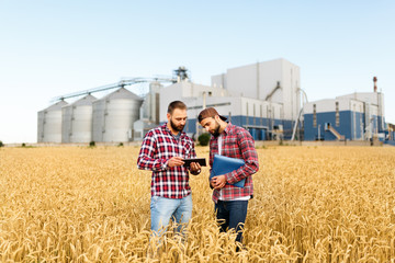 Two farmers stand in a wheat field with tablet. Agronomists discuss harvest and crops among ears of...