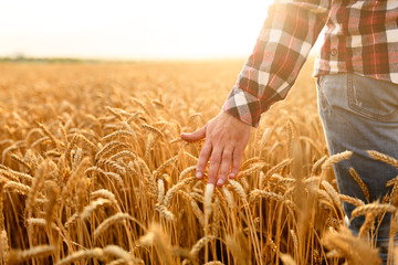 Farmer touching his crop with hand in a golden wheat field. Harvesting, organic farming concept