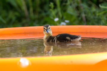 Mallard duckling swimming in a pool, looking at the camera