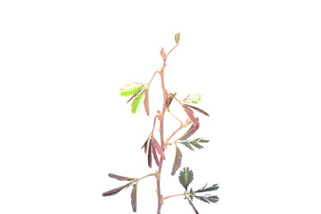 sensitive plant, sleepy plant, the touch-me-not on a white background