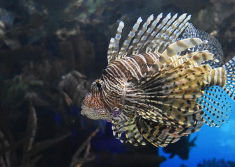 Terrific Striped Butterfly Cod Swimming Beside a Rock