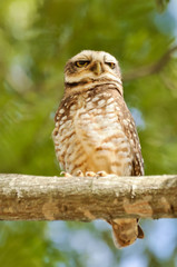 Owl on tree branch with eyes almost closed