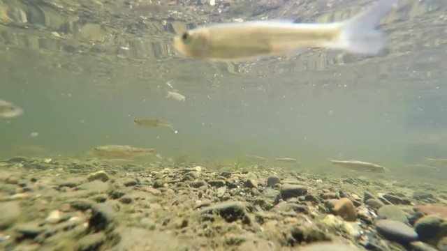 Fischschwarm in der Ruhr Unterwasseraufnahme