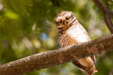 Owl on tree branch with eyes closed