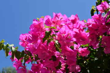 Bougainvillea-Blüte auf Samos 