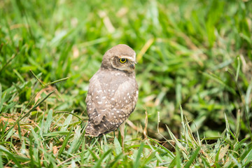 Owl on the ground looking away