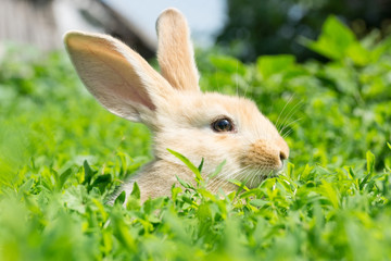 Fototapeta premium Rabbit on the grass