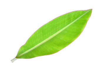 Obraz premium Banana leaves white background