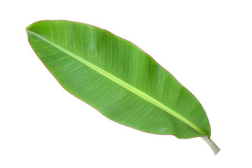Obraz premium Banana leaves white background