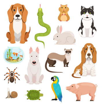 Big vector set of different domestic animals. Cats, dogs, hamster and other pets in cartoon style