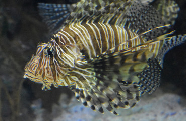 Striped Butterfly Cod Swimming Beside a Reef