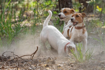 Three Jack Russell Terrier dogs playing outdoors