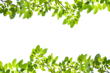 Obraz na płótnie Canvas Green leaves on a white background