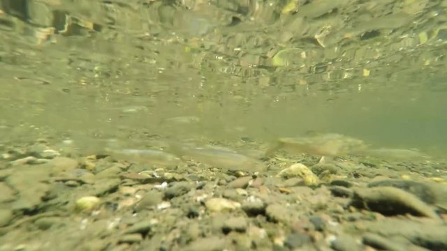 Fische Unterwasseraufnahme in der Ruhr 