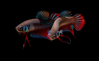 Fototapeta premium crayfish