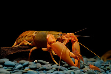 crayfish