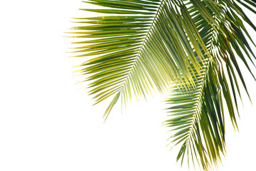 Coconut  leaves on a white background