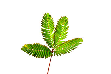 sensitive plant, sleepy plant, the touch-me-not on a white background