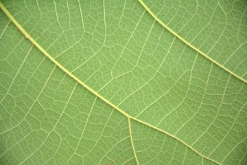 Behind Green Leaf Background