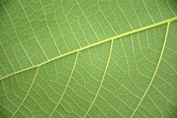 Behind Green Leaf Background