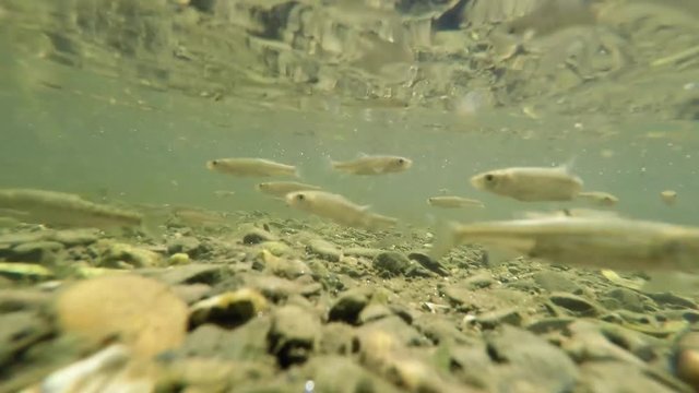 Fischschwarm in der Ruhr Unterwasseraufnahme im Fluss