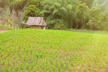 Fototapeta na wymiar Hut on rice field on the hill in Thailand.