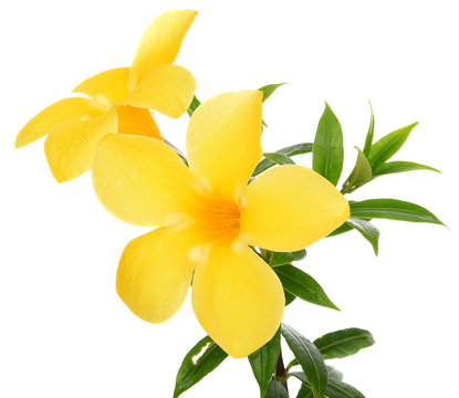 Fototapeta close up Allamanda yellow flower isolated on white background