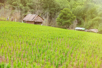 Hut on rice field on the hill in Thailand.