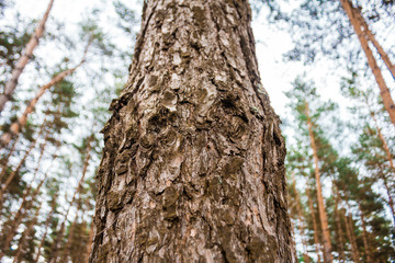 Beautifull texture of one stem of tree