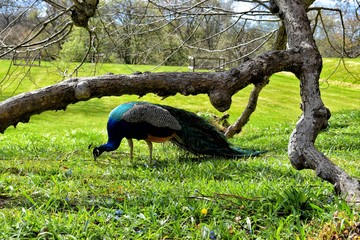 Peacock in castle  garden - Scotland 