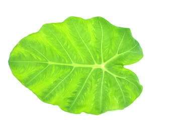 Obraz premium Caladium green leaf isolated on white background.Caladium bicolor vent.