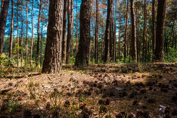 Pine forest with dry needles and cones