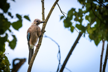 Eurasian jay