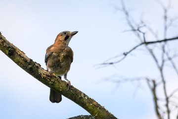 Eurasian jay