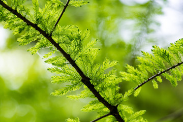 セコイアメスギの若葉