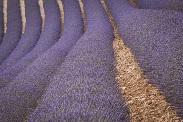 Campi di lavanda, dettagli e geometrie