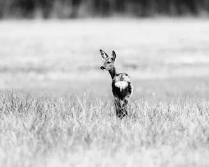 Photo sur Plexiglas Cerf Vieille photo en noir et blanc de chevreuil biche debout dans le champ à côté.