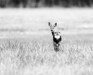 Vieille photo en noir et blanc d& 39 alerte chevreuil biche dans le champ à l& 39 arrière.