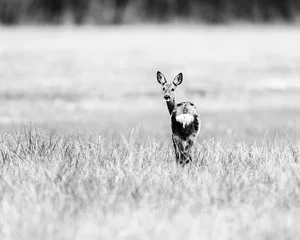 Store enrouleur Cerf Vieille photo en noir et blanc d& 39 alerte chevreuil biche dans le champ à l& 39 arrière.