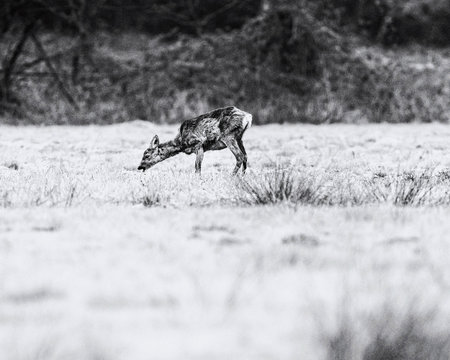 Old black and white photo of grazing roe deer doe in field with morning dew.
