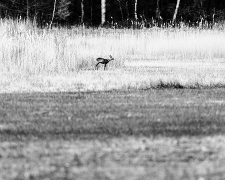 Old black and white photo of feeding roe deer in marshy meadow with reed.