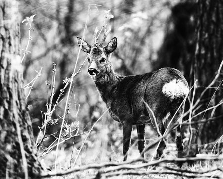 Old black and white photo of roe deer buck between trees in forest.