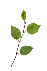 Branch with green leaves on a white