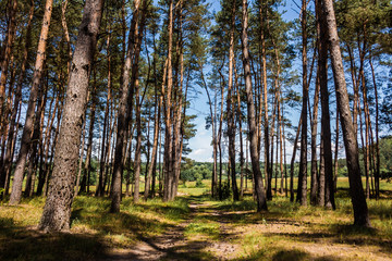 Pine forest with dry needles and cones