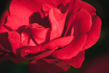 Naklejka premium Scarlet rose flower fragment, macro photo