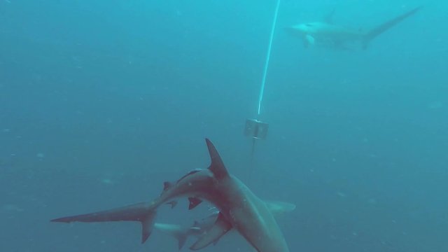 Black tip Sharks swimming around bait