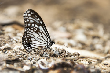 Flying Common Rose Butterfly
