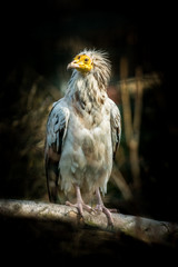 Bird Egyptian vulture