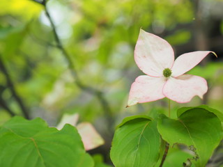 ヤマボウシの花