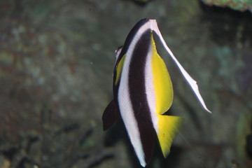 Fototapeta na wymiar Exotic salt water fish